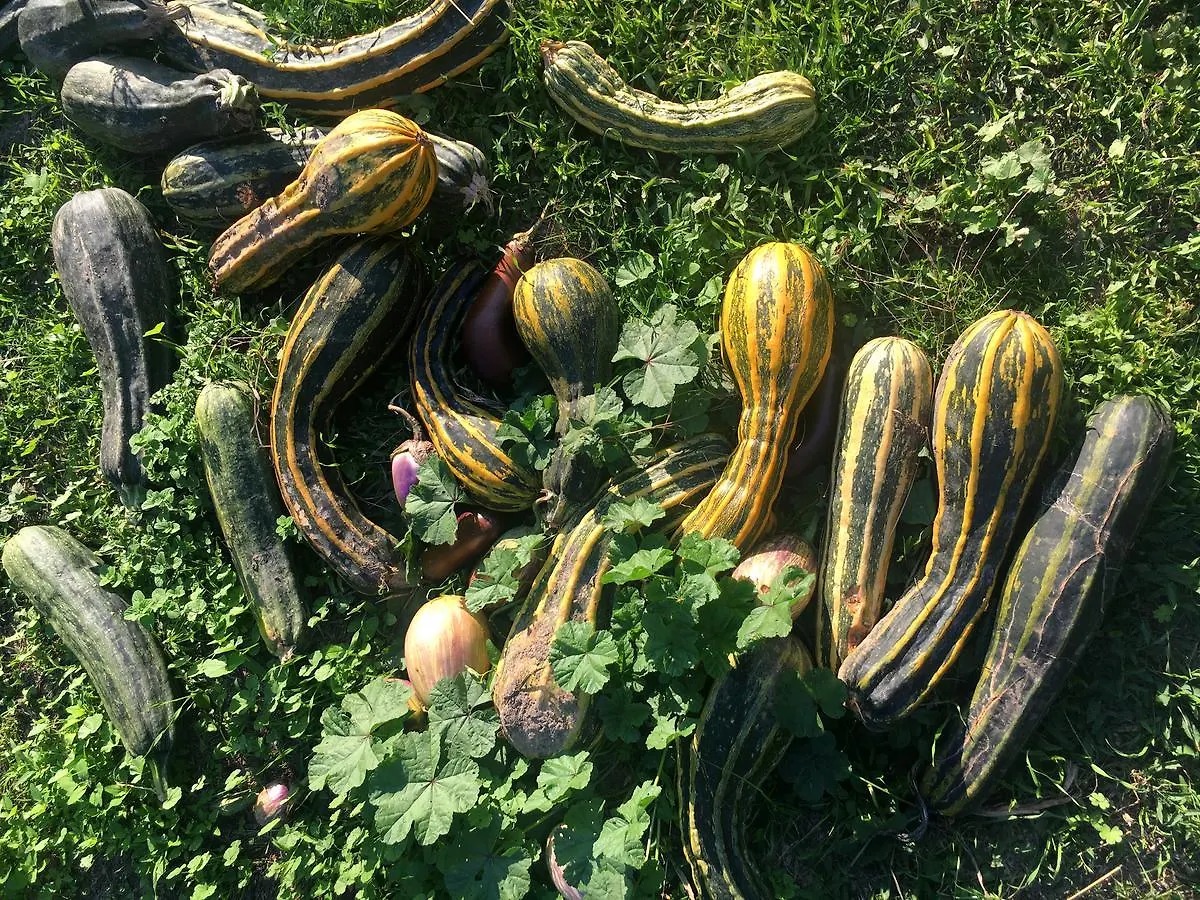 Madonnella Agricola Villa Cesano 0*,  Italia