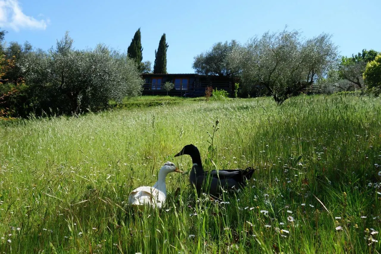 Madonnella Agricola Villa Cesano